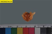 藏品(短指和尚蟹)的圖片